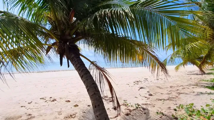 Vista panorâmica da Praia do Toque com coqueiros e mar calmo
